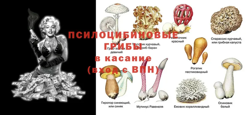 Галлюциногенные грибы Psilocybe  Вязники 